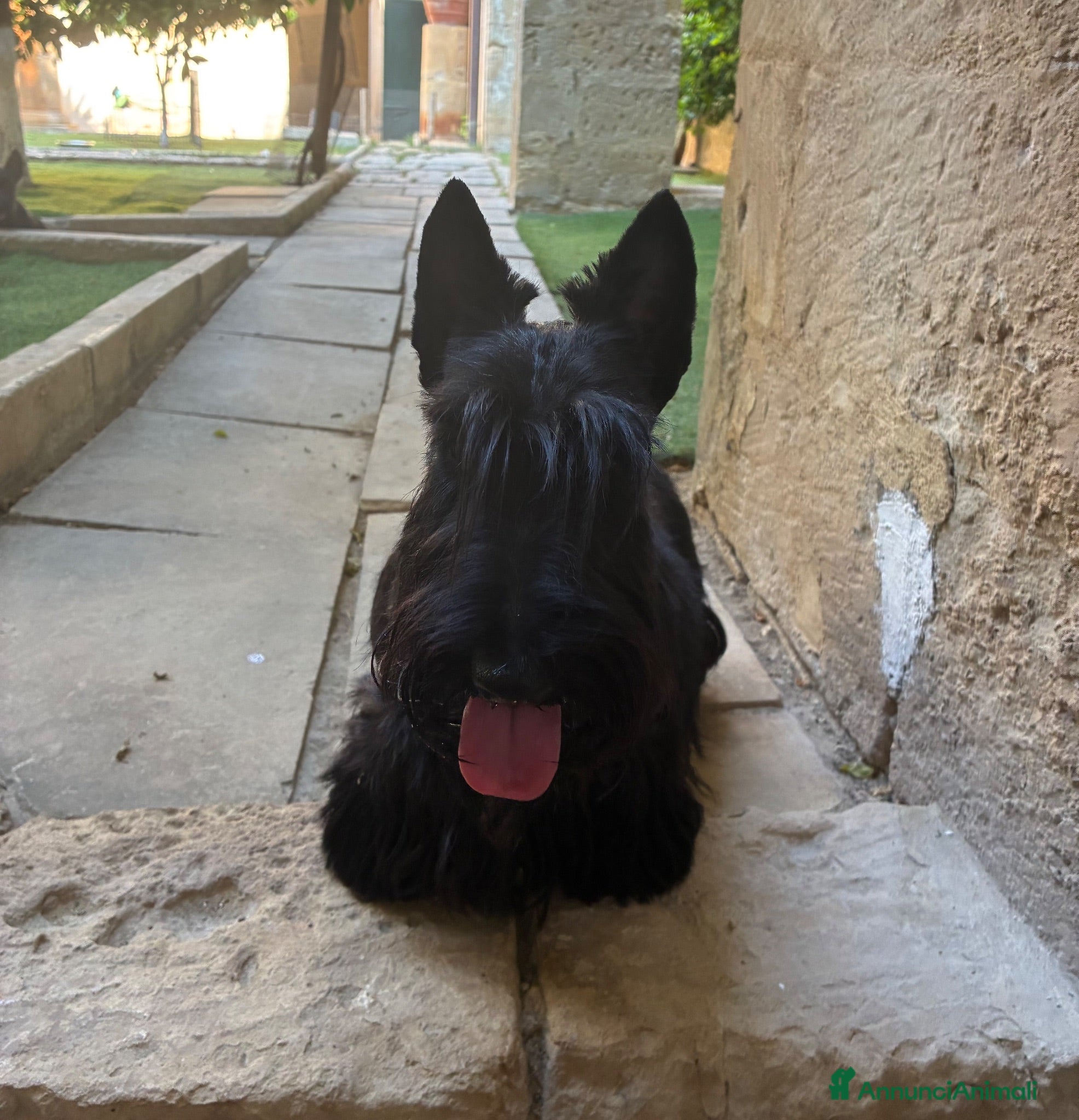 Scottish Terrier cani Scottish terrier puppy - Annuncio 20