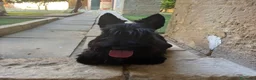 Scottish Terrier cani in vendita: Scottish terrier puppy - Annuncio 1