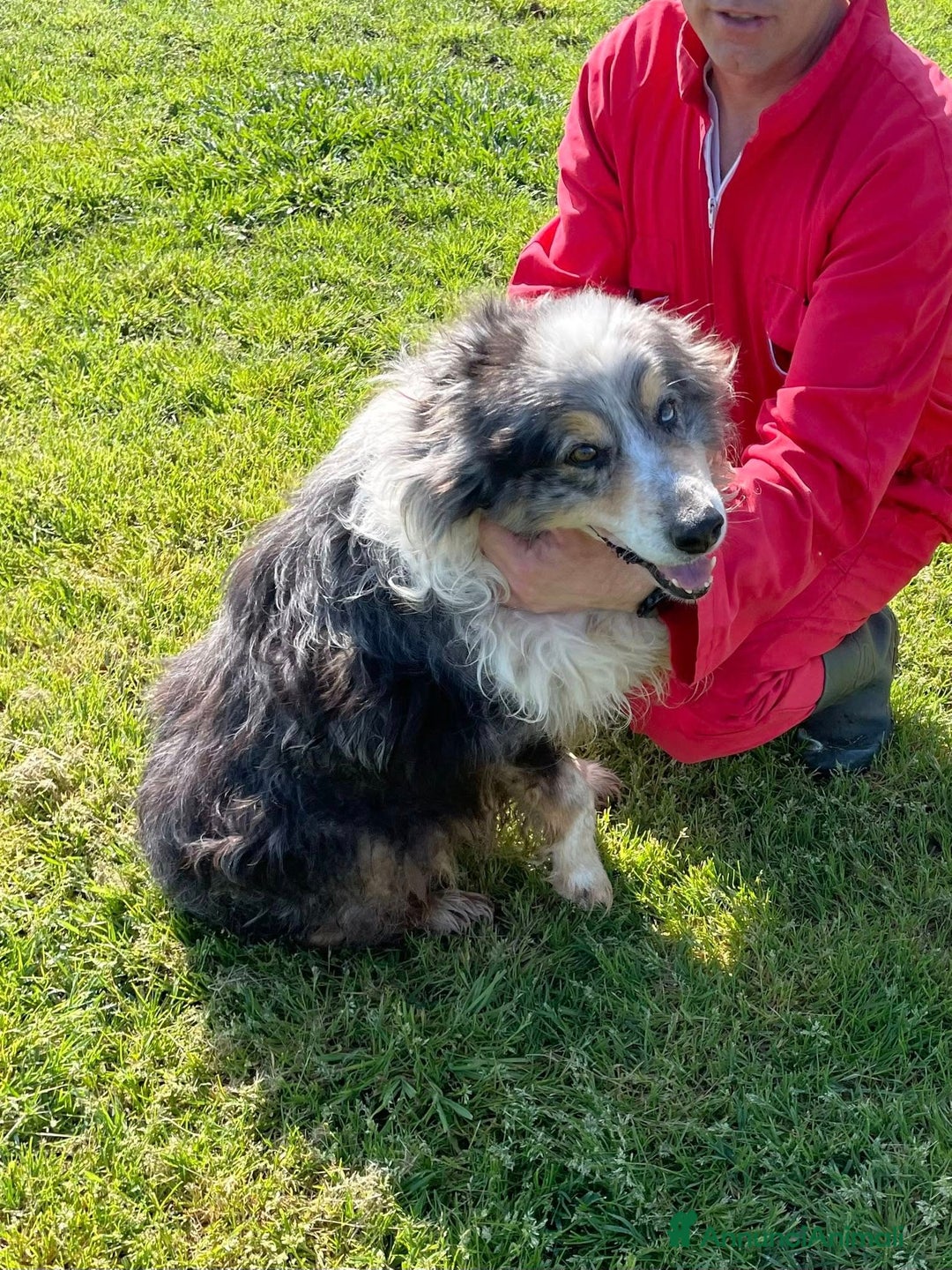 Meticcio cani in regalo: Paul Newman, PASTORE AUSTRALIANO DERIVATO a Provincia di Latina - Annuncio 6