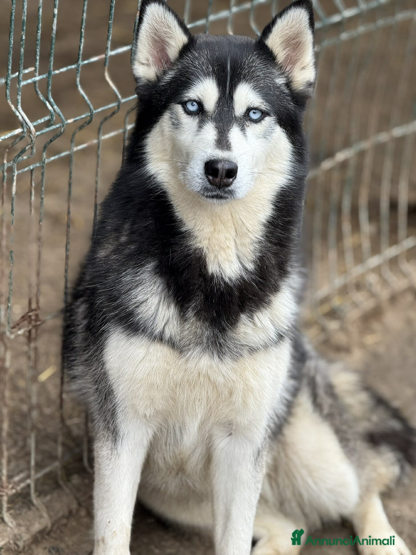 Husky cani ECHO, HUSKY bella da togliere il fiato! - Annuncio 9