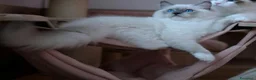 Ragdoll gatti in vendita: Bellissimi cuccioli di ragdoll - Annuncio 8