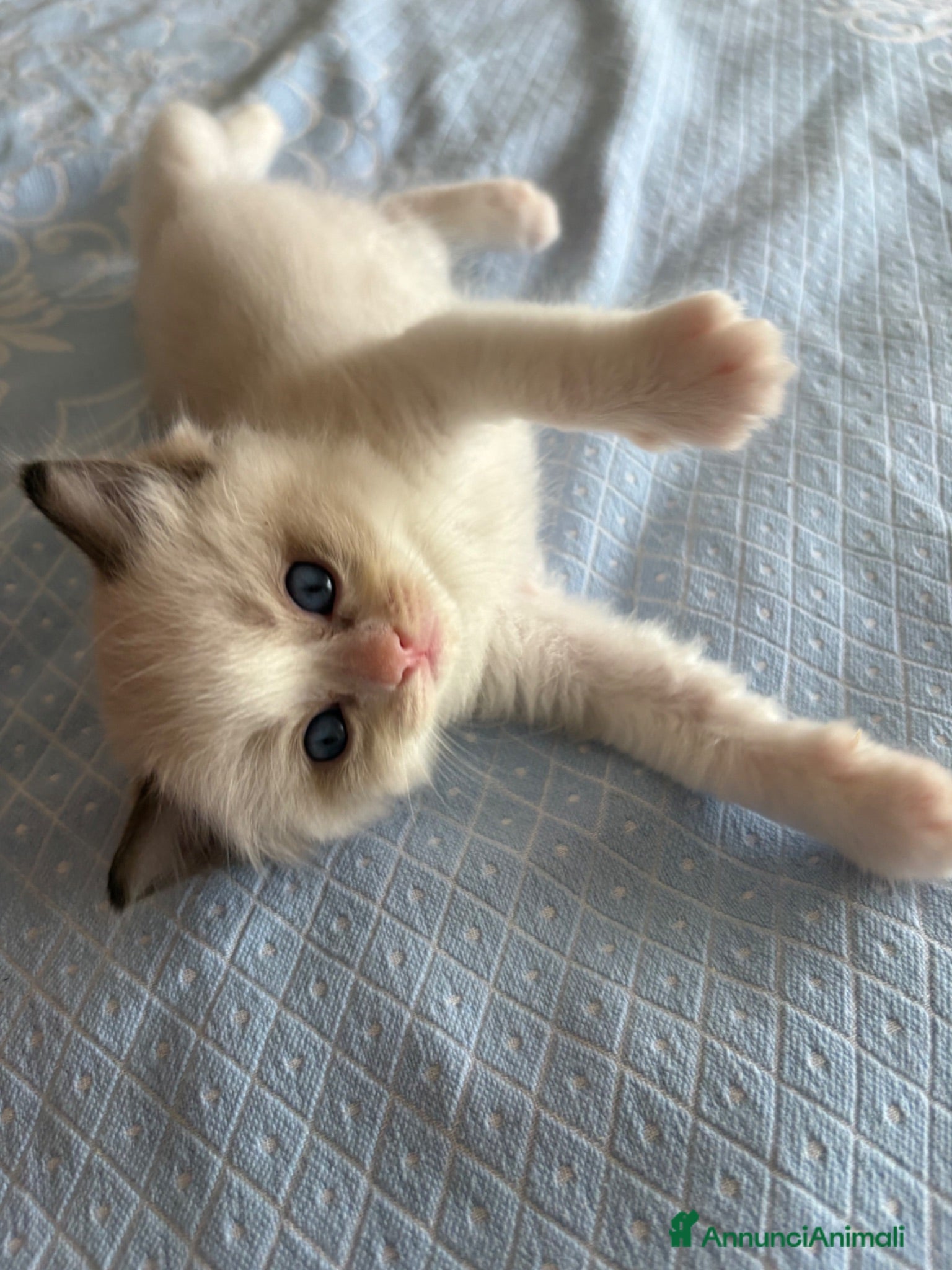 Ragdoll gatti Cuccioli di Ragdoll con pedigree - Annuncio 1