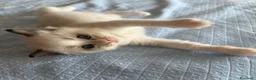 Ragdoll gatti in vendita: Cuccioli di Ragdoll con pedigree - Annuncio 1