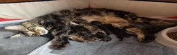 Maine Coon gatti in vendita: Bellissimo cucciolo Maine Coon - Annuncio 2