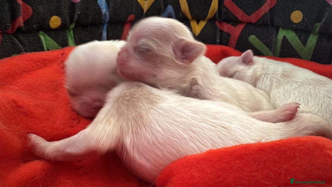 Chin cani in vendita: Cuccioli maschi razza Chin bianco arancio - Annuncio 4