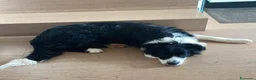 Border Collie cani in regalo: Regalo Border collie di 9 mesi  a Provincia di Vicenza - Annuncio 2