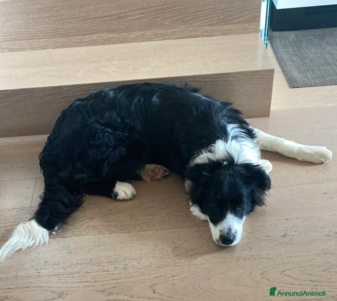 Border Collie cani in regalo: Regalo Border collie di 9 mesi  a Provincia di Vicenza - Annuncio 2