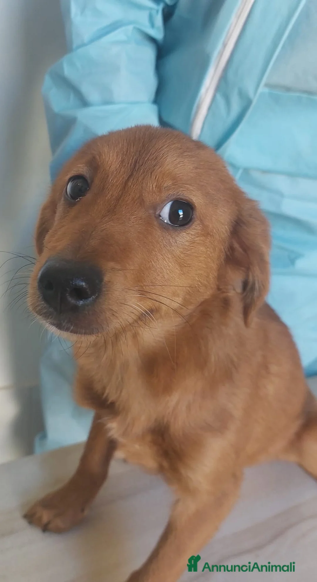 Meticcio cani in regalo: Michael - Annuncio 5