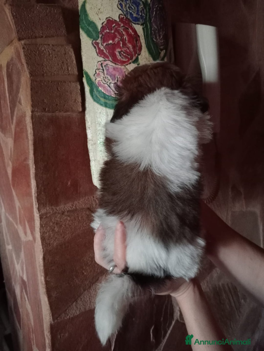 Shih Tzu cani in vendita: Cuccioli di shih Tzu  - Annuncio 7