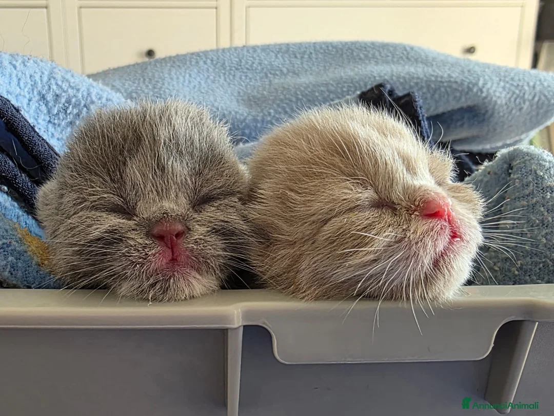 British gatti in vendita: British Shorthair Cuccioli - Annuncio 2