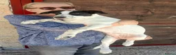 Meticcio cani in regalo: LA DOLCE BELINDA STA CERCANDO LA SUA FAMIGLIA - Annuncio 3