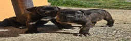 Cane Corso cani in vendita: Meravigliosi cuccioli di Cane Corso  - Annuncio 8