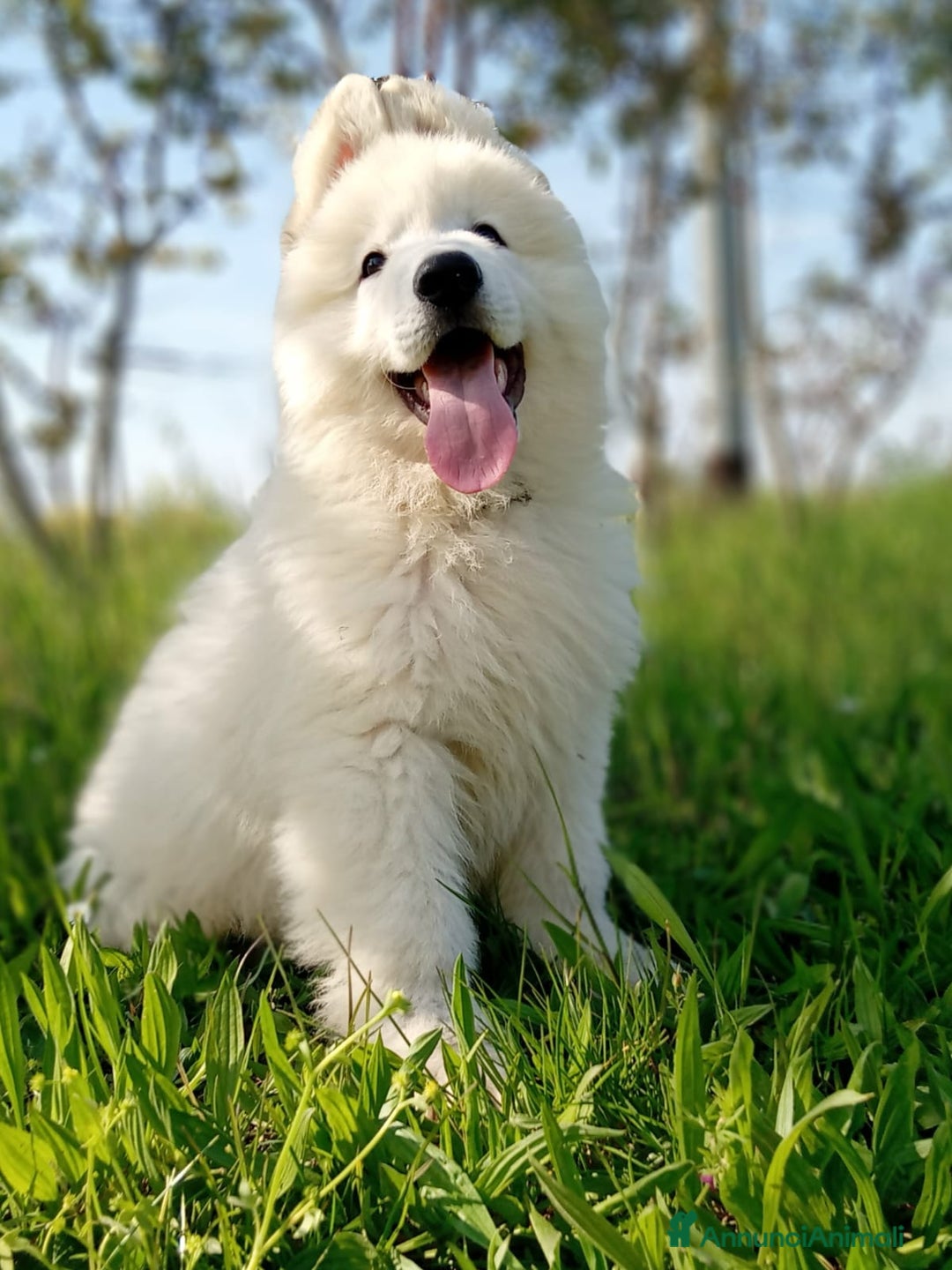 Pastore Svizzero cani in vendita: Ultimo cucciolo pelo lungo - Annuncio 2