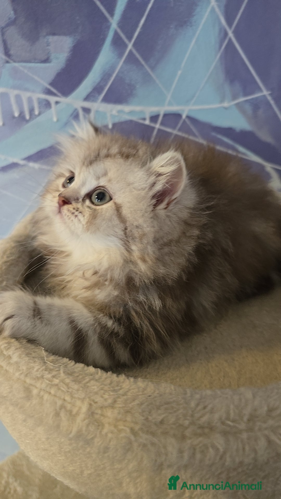 Scottish gatti in vendita: Scottish Fold e Straight  - Annuncio 8