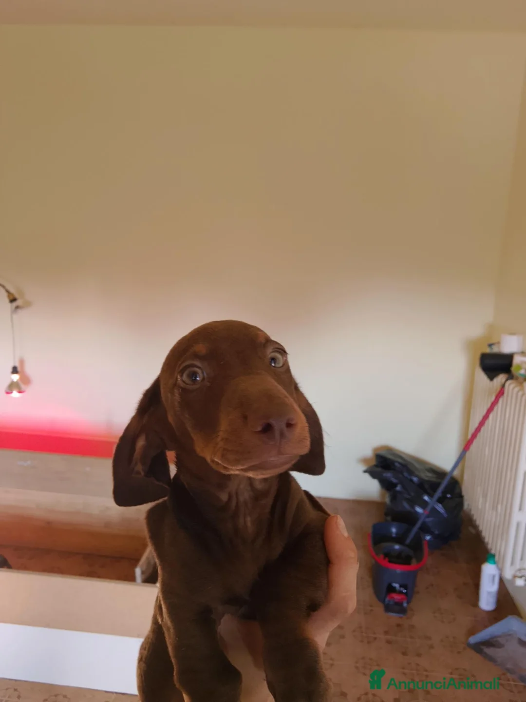 Bassotto Nano cani in vendita: Bassotto nano arlecchino cioccolato focato  - Annuncio 2