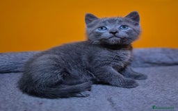 Certosino gatti in vendita: Cuccioli di CERTOSINO PURISSIMI a Metropolitan City of Milan - Immagine 6