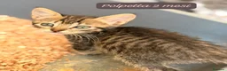 Altre razze gatti in regalo: Tanti gattini desiderosi di trovare casa  a Provincia di Bergamo - Annuncio 4
