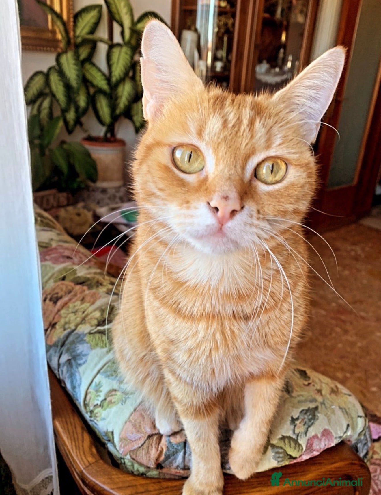 Meticcio gatti Regalo gattina  - Annuncio 21