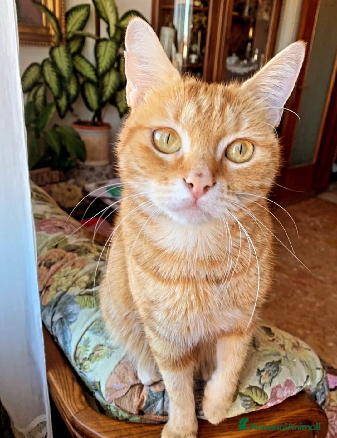 Meticcio gatti in regalo: Regalo gattina  a Provincia di Pisa - Annuncio 1