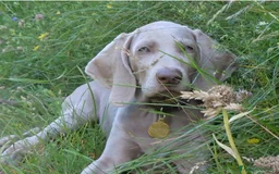 Weimaraner cani in vendita: WEIMARANER SPLENDIDE CUCCIOLE a Città Metropolitana di Torino - Immagine 8