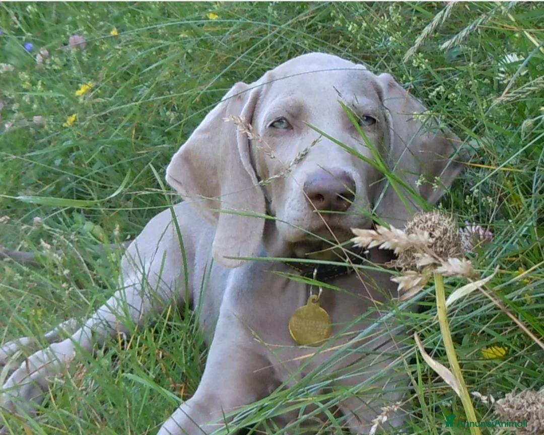 Weimaraner cani in vendita: WEIMARANER SPLENDIDE CUCCIOLE a Città Metropolitana di Torino - Immagine 8