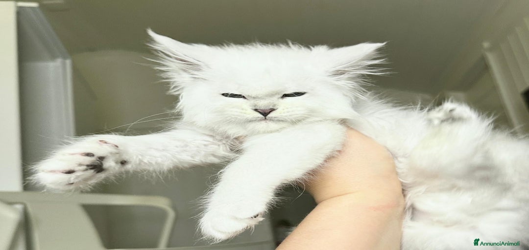 Immagine della galleria {{count}}