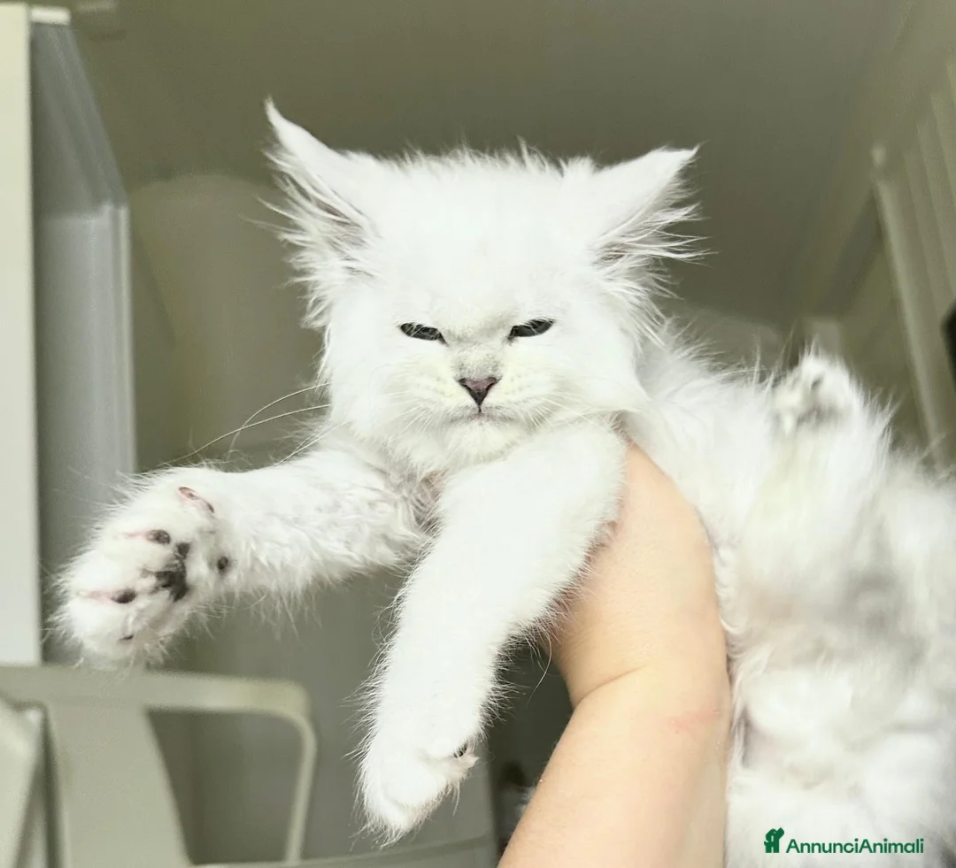 Immagine della galleria {{count}}