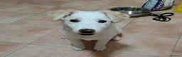 Meticcio cani in regalo: Eda cerca casa 🏡 a Provincia di Monza e della Brianza - Annuncio 9