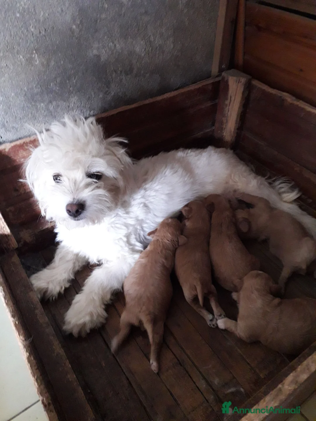 Maltipoo cani in vendita: Maltipo maschi e femmine  - Annuncio 1