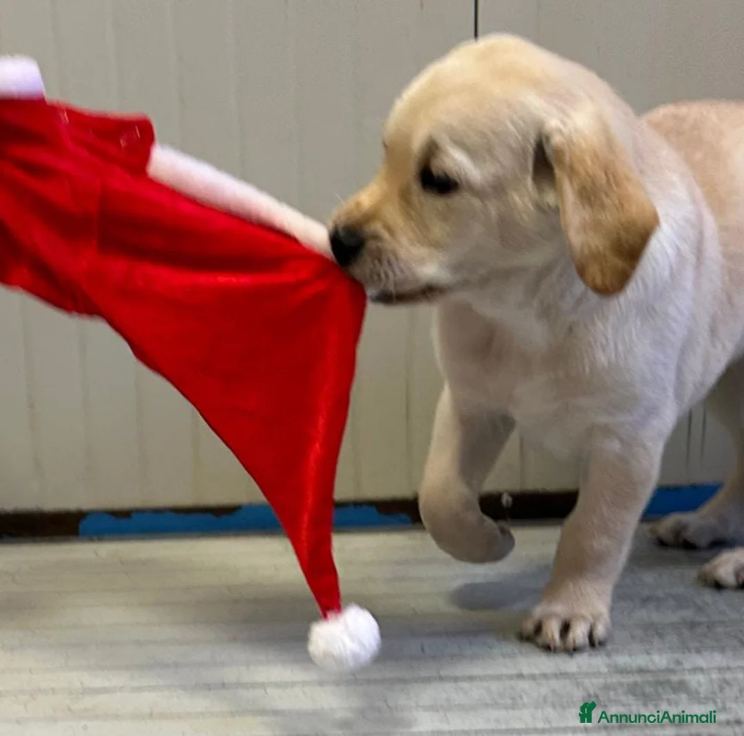 Labrador cani in vendita: Labrador retriever  - Annuncio 1