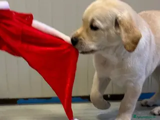 Labrador cani Labrador retriever - Annuncio 10