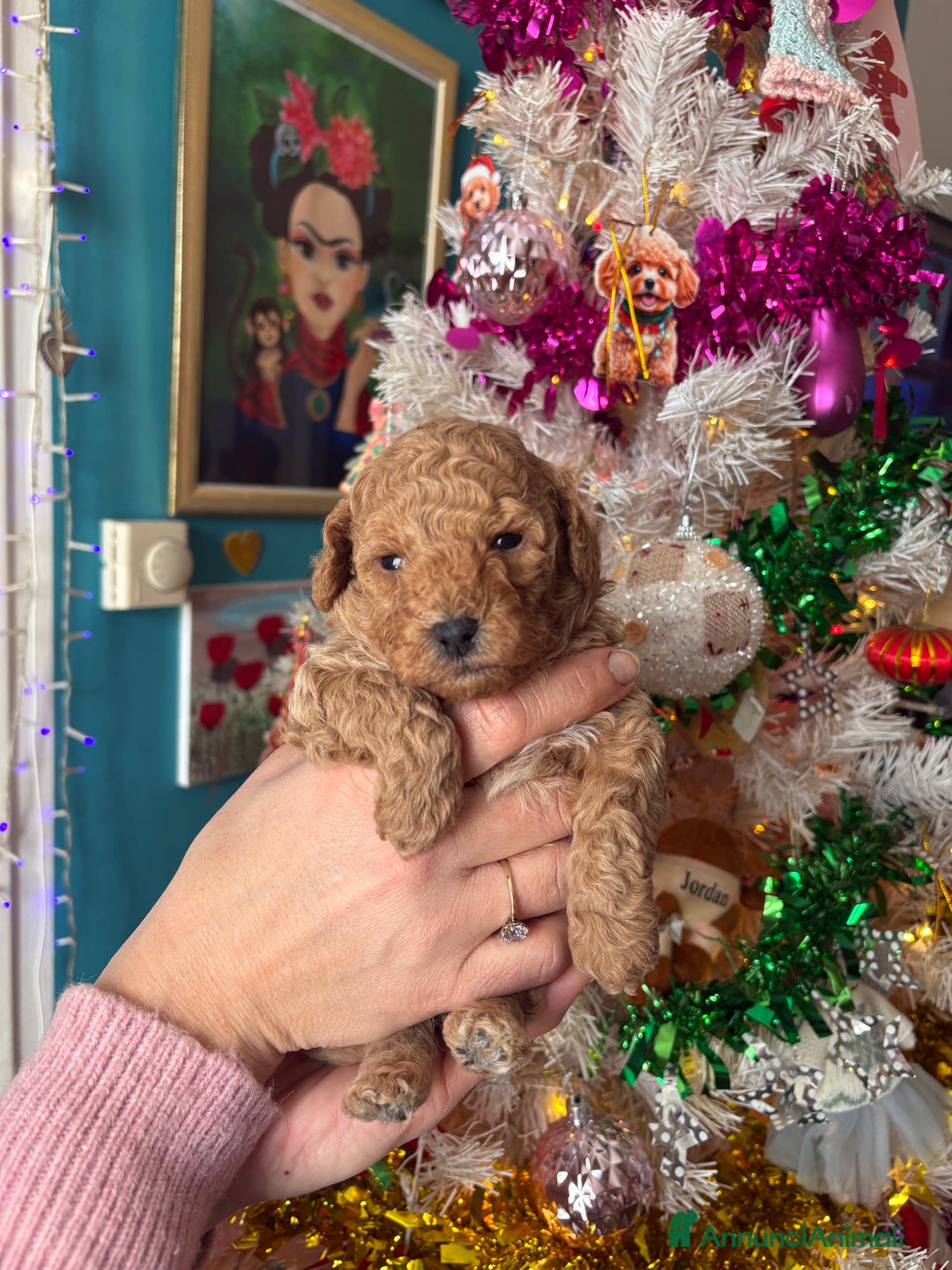 Barboncino Toy cani in vendita: Barboncino Toy  - Annuncio 3