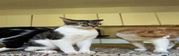 Europeo gatti in regalo: Gatti in adozione! a Provincia di Vicenza - Annuncio 10