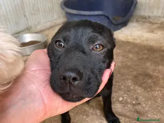 Meticcio cani ADOTTA SIMON DOLCISSIMO CUCCIOLOTTO a Città metropolitana di Roma Capitale - Annuncio 3