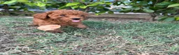 Barboncino Toy cani in vendita: Barboncino Toy Red  - Annuncio 5