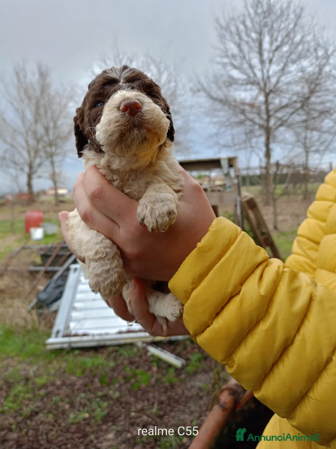 Lagotto cani in vendita: Vendo Lagotto romagnoli - Annuncio 8