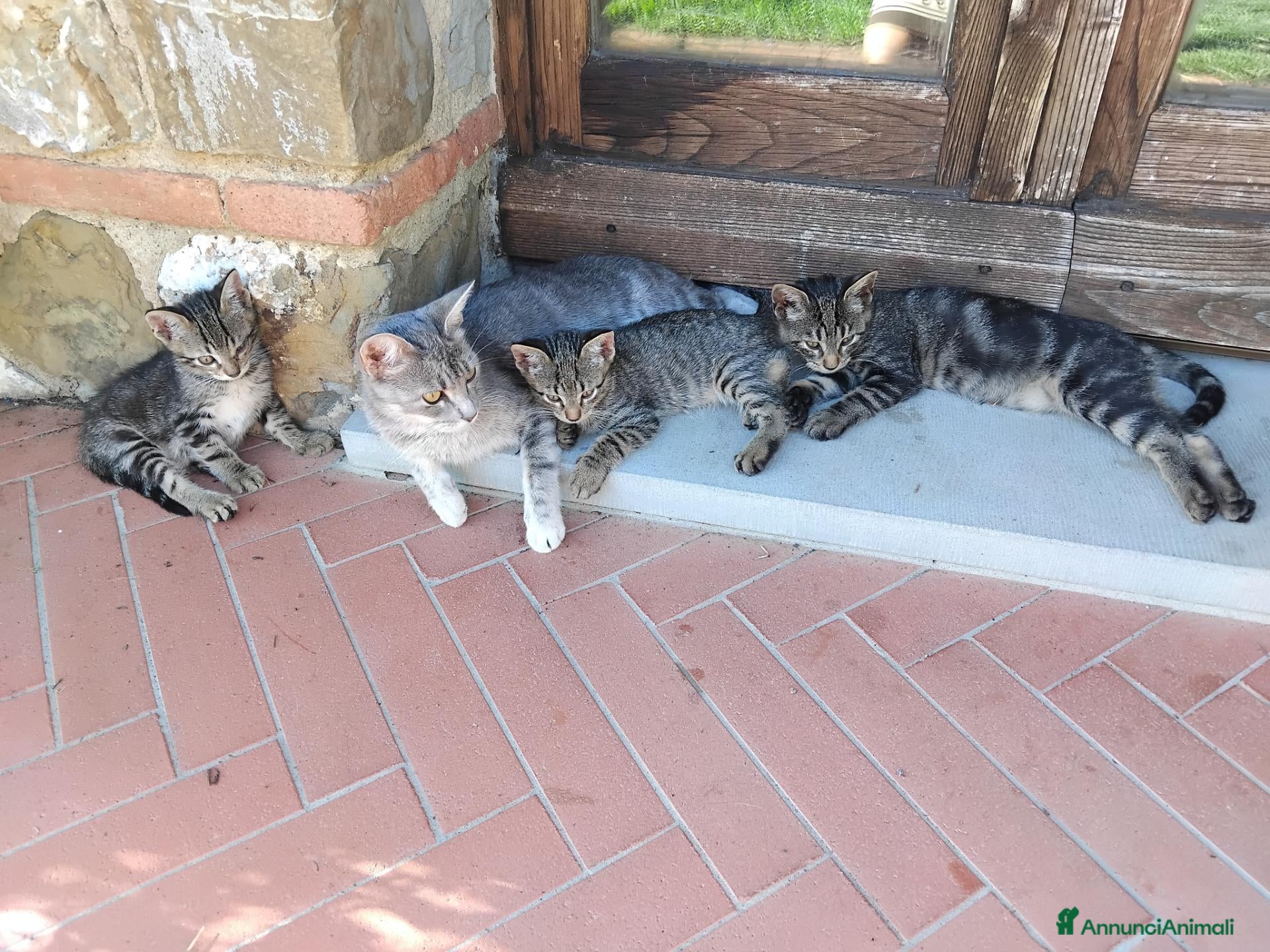 Europeo gatti 4 cuccioli da adottare  - Annuncio 8