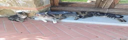 Europeo gatti in regalo: 4 cuccioli da adottare  - Annuncio 1