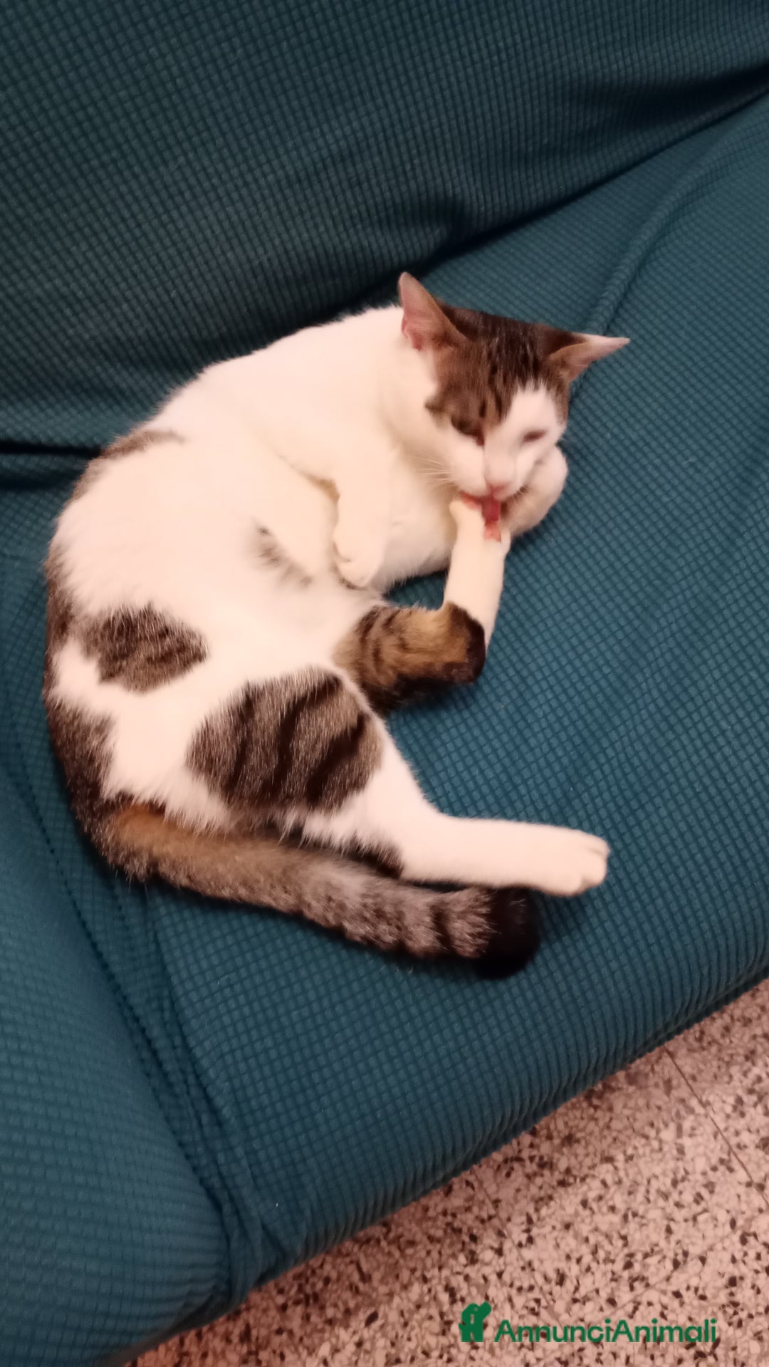 Europeo gatti in regalo: Teo,gatto bianco con tigrato  - Annuncio 1