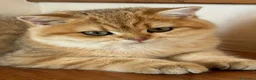 Scottish gatti in vendita: Scottish Straight Cucciola a Provincia di Prato - Annuncio 5