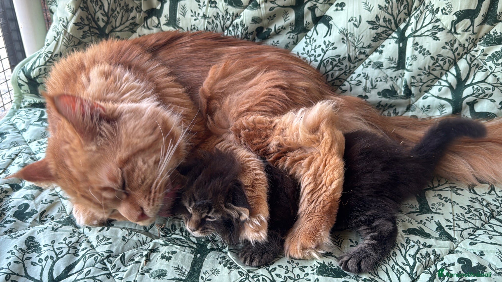 Maine Coon gatti in vendita: Cucciolo maine coon castano bellissimo  - Annuncio 14