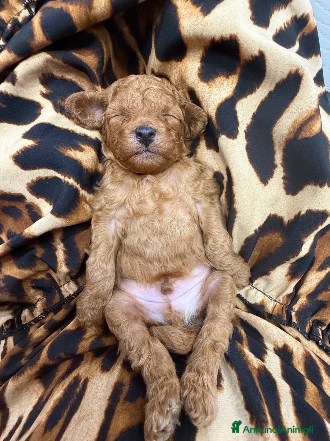 Barboncino cani in vendita: Barboncini nanetti 🐩🐩🐩 - Immagine 19