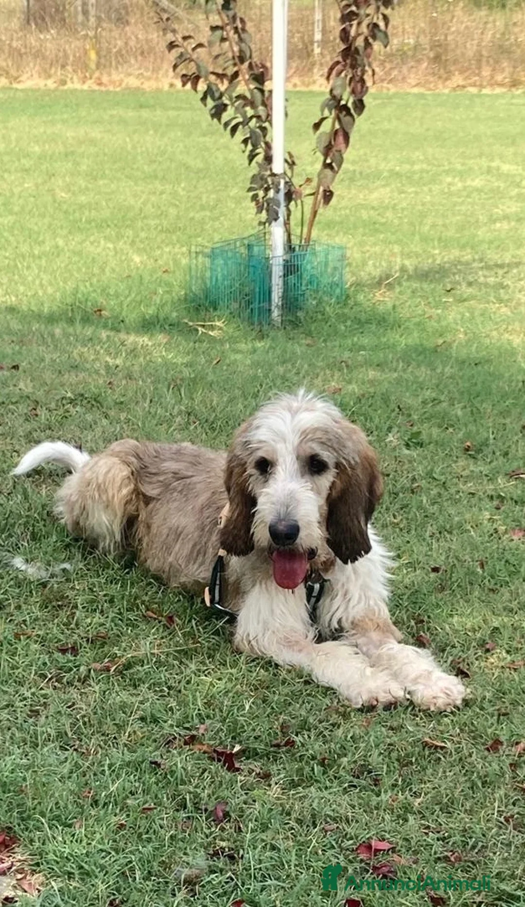 Meticcio cani in regalo: Oscar maschio 2 anni a Provincia di Biella - Annuncio 2