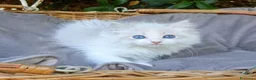 Ragdoll gatti in vendita: Gattini RAGDOLL con pedigree a Città Metropolitana di Bologna - Annuncio 2