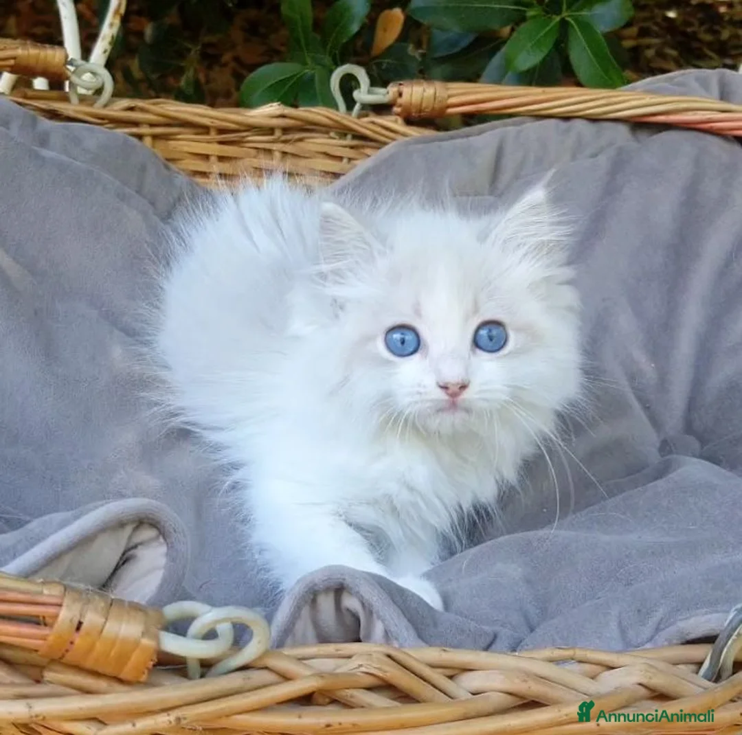 Ragdoll gatti in vendita: Gattini RAGDOLL con pedigree a Città Metropolitana di Bologna - Annuncio 2
