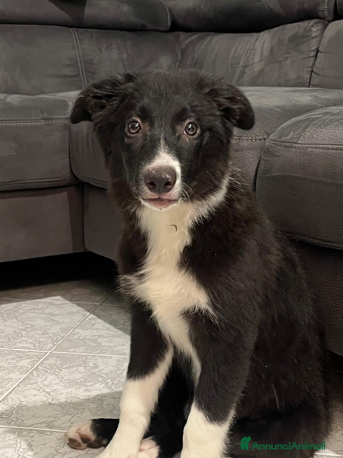 Border Collie cani Cucciola di Border Collie da allevamento  - Annuncio 1