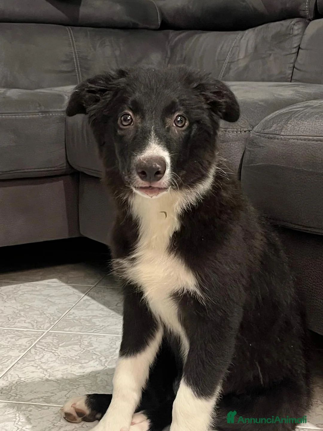 Border Collie cani in vendita: Cucciola di Border Collie da allevamento  - Annuncio 1