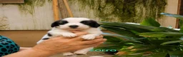 Meticcio cani in regalo: Cuccioli di taglia media piccola  - Annuncio 4