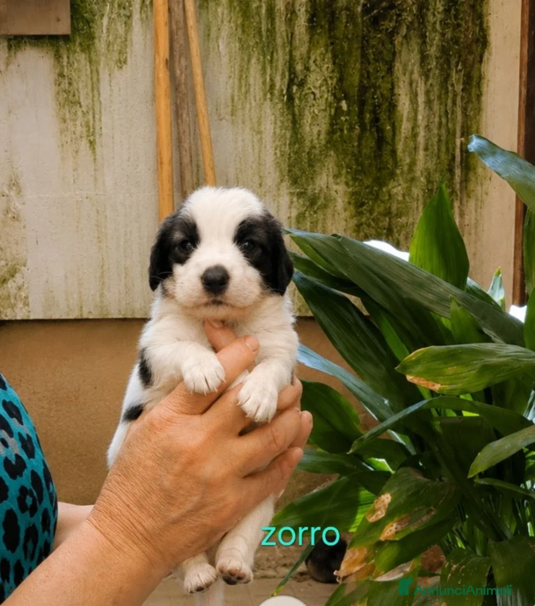 Meticcio cani in regalo: Cuccioli di taglia media piccola  - Annuncio 4