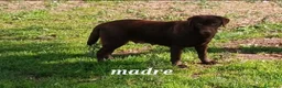 Labrador cani in vendita: Cuccioli di labrador cioccolato  a Provincia di Frosinone - Annuncio 6